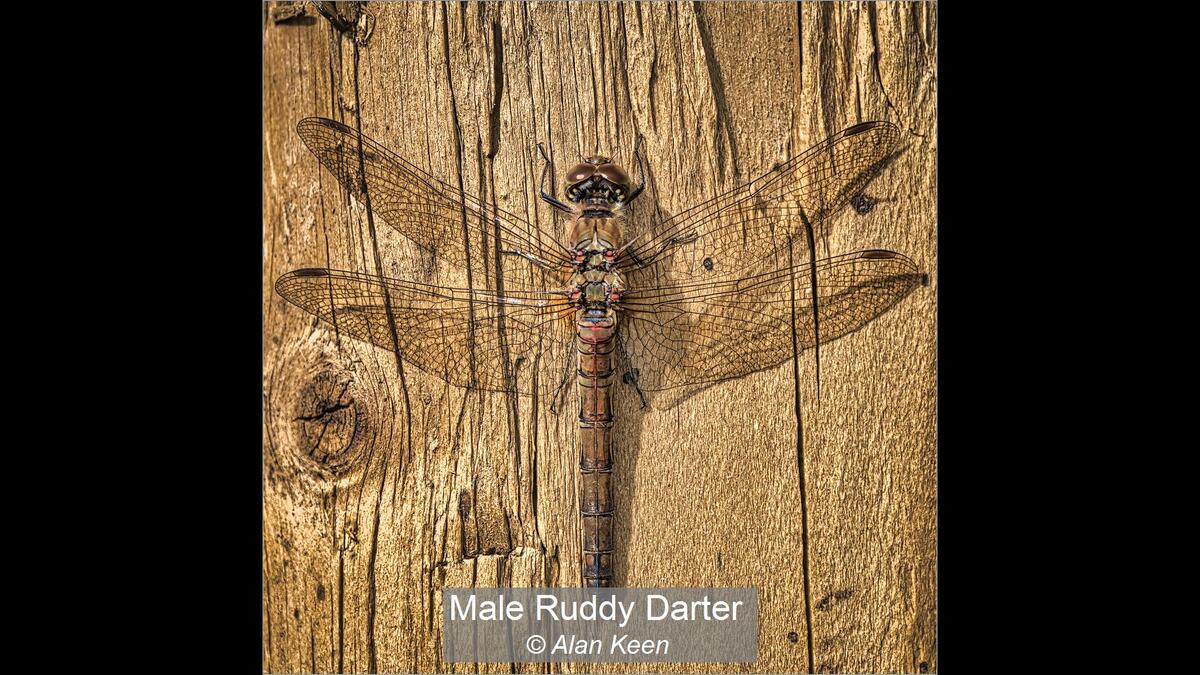 Male Ruddy Darter Alan Keen 20 points